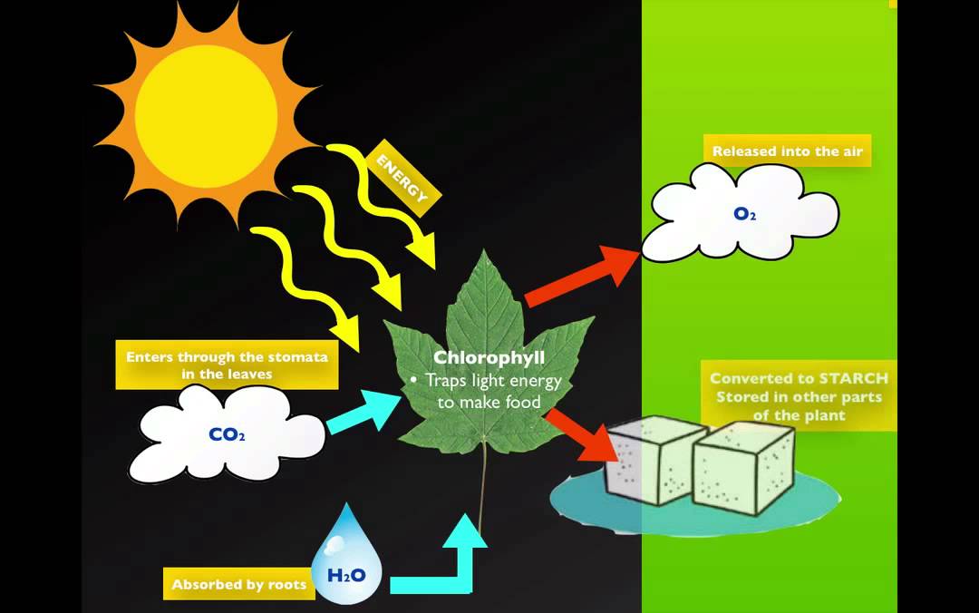 Photosynthesis & Respiration - YouTube