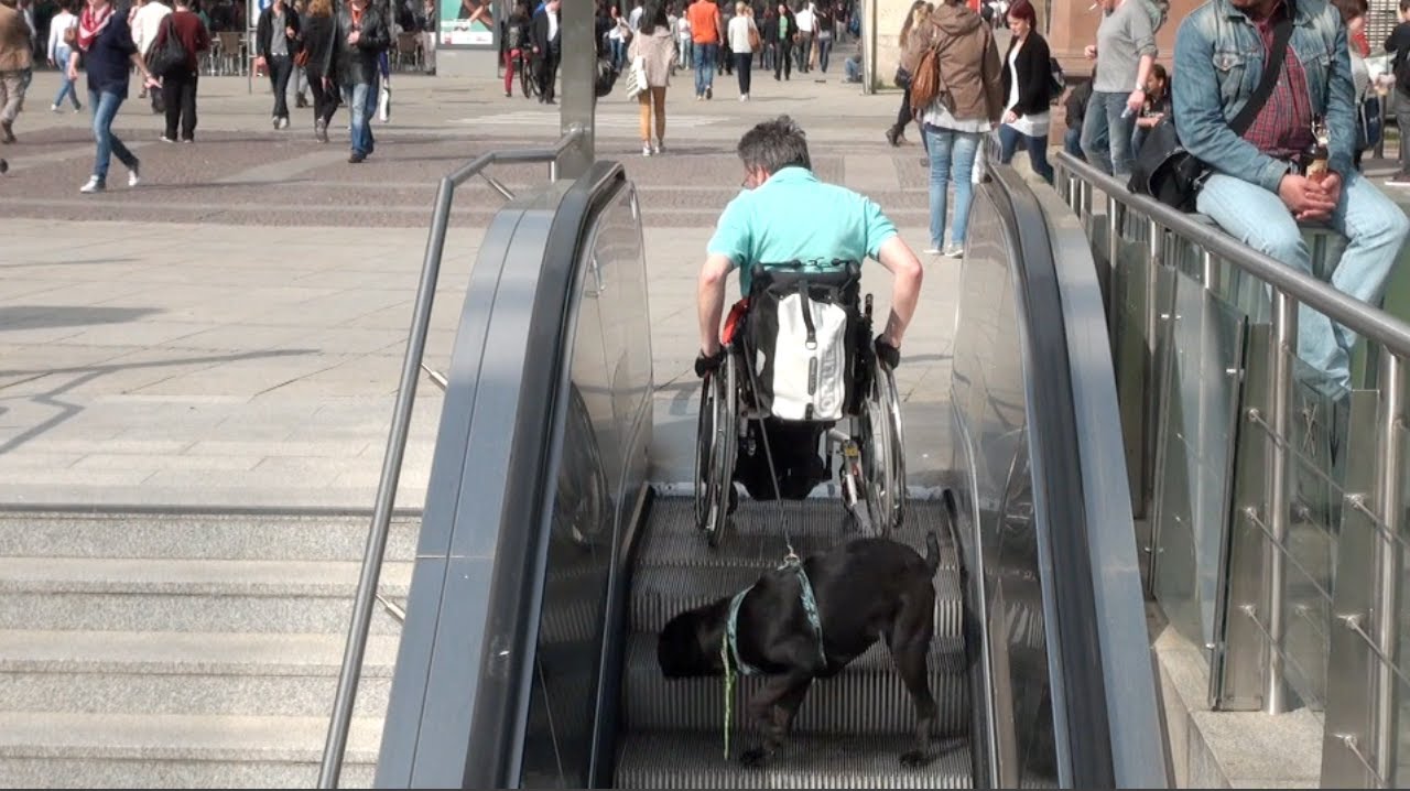 Rollstuhl Hund Rolltreppe YouTube