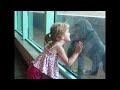Little Girl and Baby Gorilla Become Friends