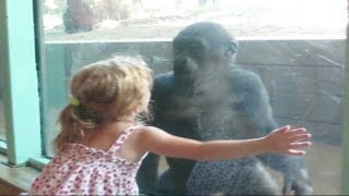 小女生親吻小黑猩猩