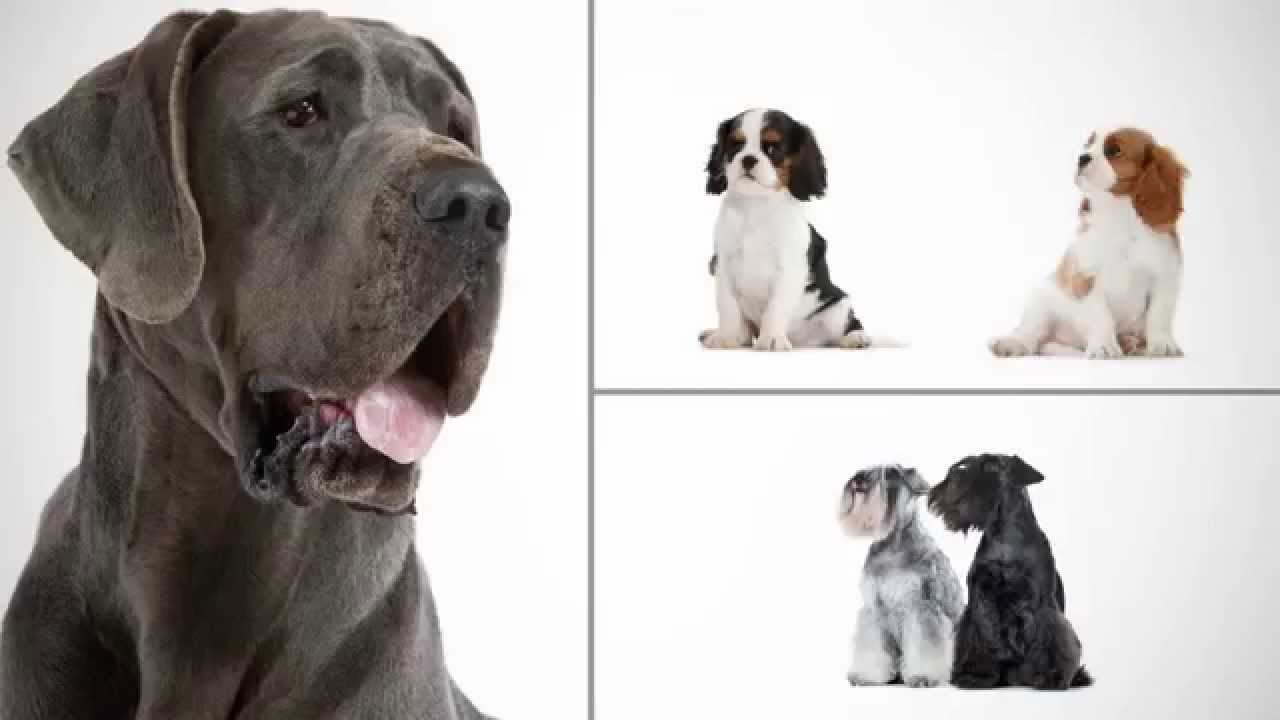 Корм Royal Canin для кошек - Купить сухой корм Роял Канин