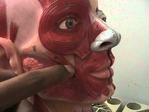 Muscles of the head, face and neck - YouTube diagram of brain skull 