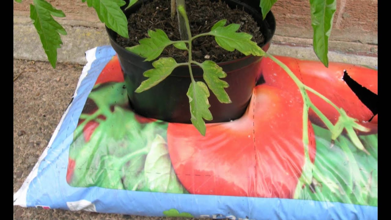 planting tomatoes in grow bags youtube planting tomatoes in grow bags youtube