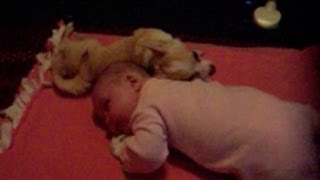 Dog Cuddling With Baby