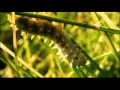 LE PARISIEN - Microcosmos