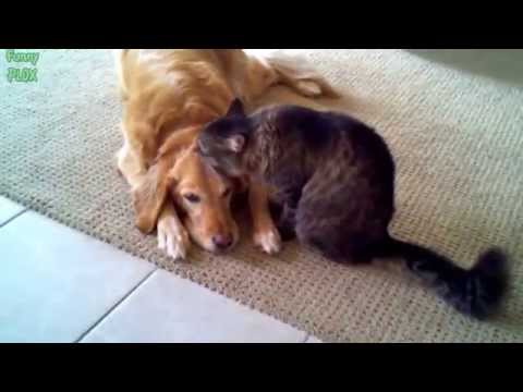 Best Funny Cats Grooming Dogs Compilation New 2014