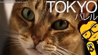 Kocia Kawiarnia - LOL? [Tokyo, Japonia] - Japanese Cat Cafe /w English Subtitles