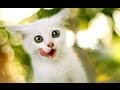 FUNNY CAT COMPILATION 2014 - EXCLUSIVE EPIC FUNNY CATS