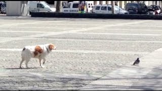 Dog & Pigeon - Slowly, slooooowwly, ...