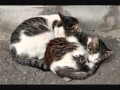 HOMMAGE AUX CHATS DES RUES QUI LUTTENT AU JOUR LE JOUR (TRIBUTE STREET CATS)