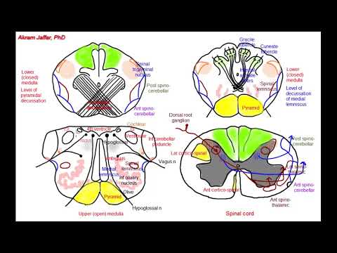 Medulla oblongata, simplified sections of internal structure - YouTube