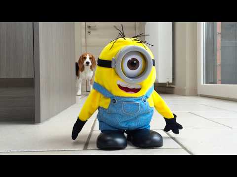 MINION SURPRISE : Funny Dog Reactions!