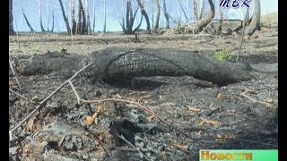 В Искитимском районе лес спасают от пожаров