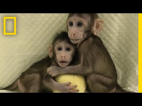 中国“复制猴”3岁了 现况曝光！科学家揭…