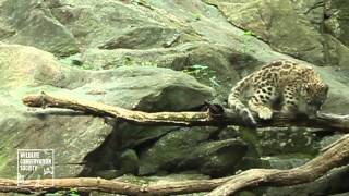 Snow Leopard Cub's High Flying Debut at the Bronx Zoo