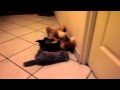 Guess qui joue avec sa peluche