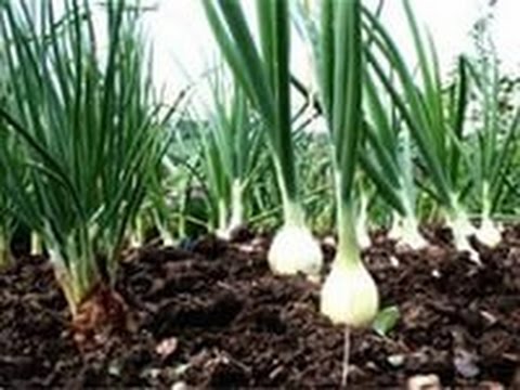Выращивание салатов домашних условиях Выращивание салатов домашних условиях