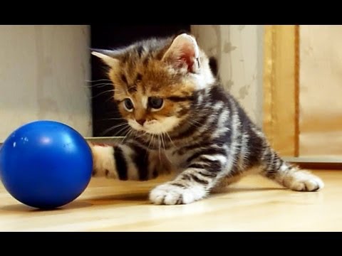 I'm Paris: the most playful Cute and Funny girl Kitten