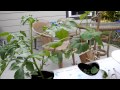 Basic hydroponic nutrient film technique back porch setup