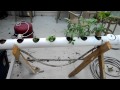 Basic hydroponic nutrient film technique back porch setup
