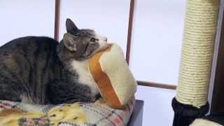 猫のパン女子会 - Cats Breads Siesta -