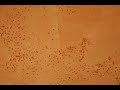 Venetian plaster-Marmorino Palladino rock