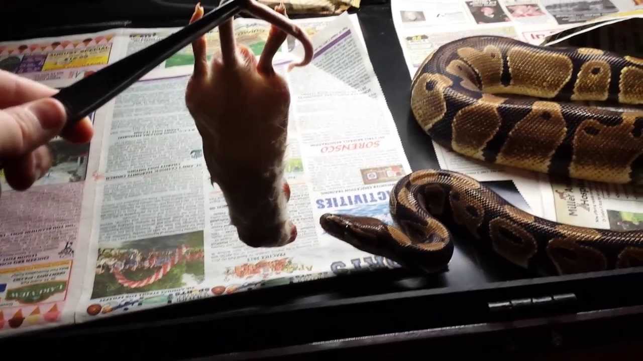 When Snakes Attack Ball python bites me YouTube