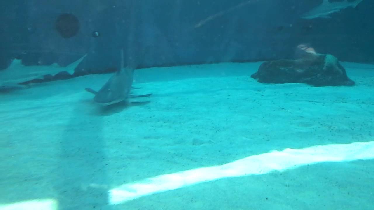 Displaying 19> Images For - Real Megalodon Sightings 2013