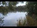 Large Mysterious Fish Eats A Duck! - Youtube