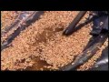 MILLIONS OF LOCUST DESEND ON CALIFORNIAN TOWN OF BIBLICAL PROPORTIONS! (JUNE 14, 2012)