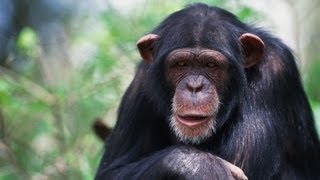 Why chimps don't play baseball