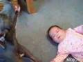 A Dog Imitating A Crying Baby (hilarious Clip) - Youtube