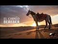 El Caballo Bereber El Padre Del Criollo en Am?rica -Del Cerro Soy