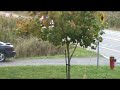 Cops scare and over kill young calff. trigger happy animal cruelty 101 Gatineau Quebec.