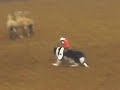 Thumbnail 2 for Whiplash The Cowboy Monkey Thumbnail 2 for Whiplash The Cowboy Monkey