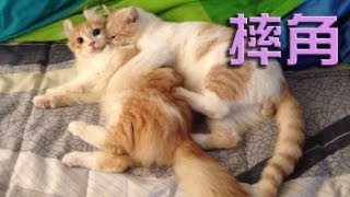 Hay&Pet - 提子菠蘿仔抱抱摔角