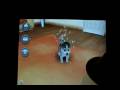 Iphone: Ihusky - Virtual 3d Pet - Youtube