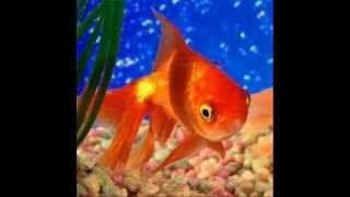Cuidados de un pez GoldFish