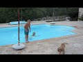 meisje in zwembad geduwd door hond