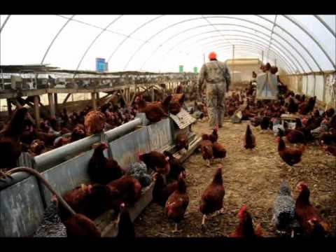 Polyface Farms Chicken Tractor