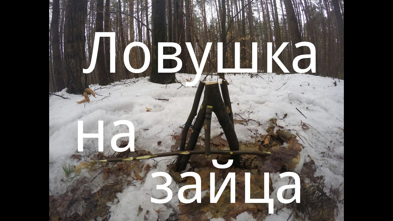 Как сделать ловушка для зайца Как сделать ловушка для зайца