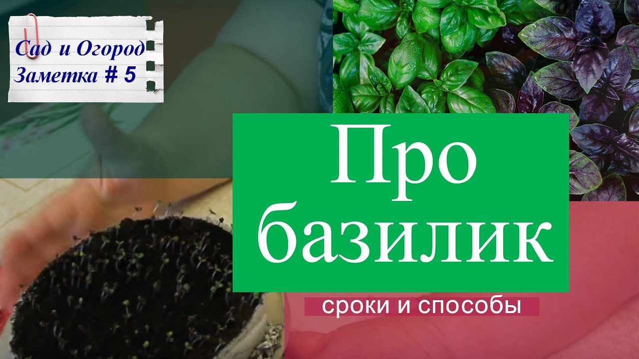 Базилик: сорта, посадка, размножение, уход и сбор урожая 54 Базилик: сорта, посадка, размножение, уход и сбор урожая 69