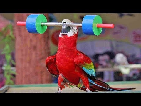 Cute Bird Trick - Funny Parrot and Bird Videos - Funny Parrots Compilation 2018