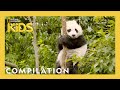 Learn About the 7 Continents!  Destination World  20 Minutes  @natgeokids Compilation