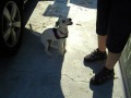 Mon chien attend avant de sortir de la voiture