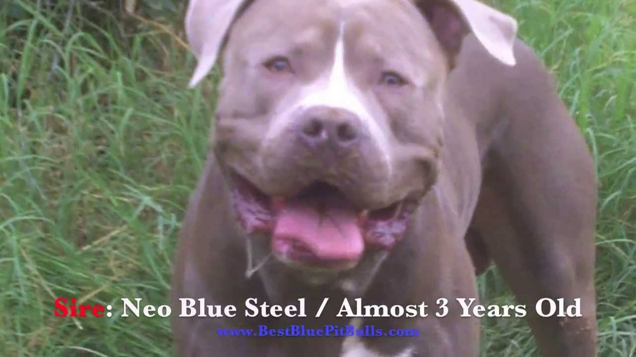 pitbull puppies for sale in az pitbull puppies for sale in arizona pr ukc registered blue pit bulls in arizona quot neo pitbull puppies for sale in az pitbull puppies for sale in arizona pr ukc registered blue pit bulls in arizona quot neo