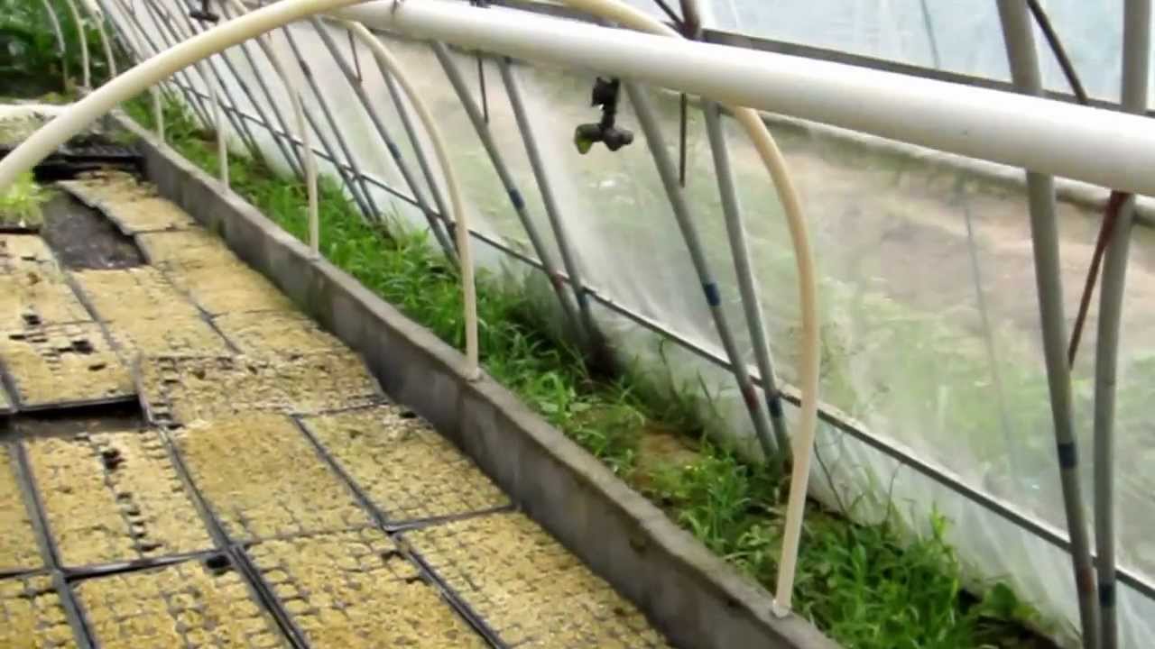 AAAP Aquaponics Community Farming 4 - YouTube