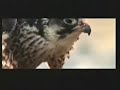 عبرة للقاسية قلوبهم