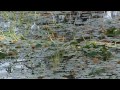 - Banyoles: Ciencia en Red Natura 2000 contra las especies exóticas invasoras