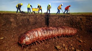 Ученые нашли окаменелости многоножки размером с автомобиль